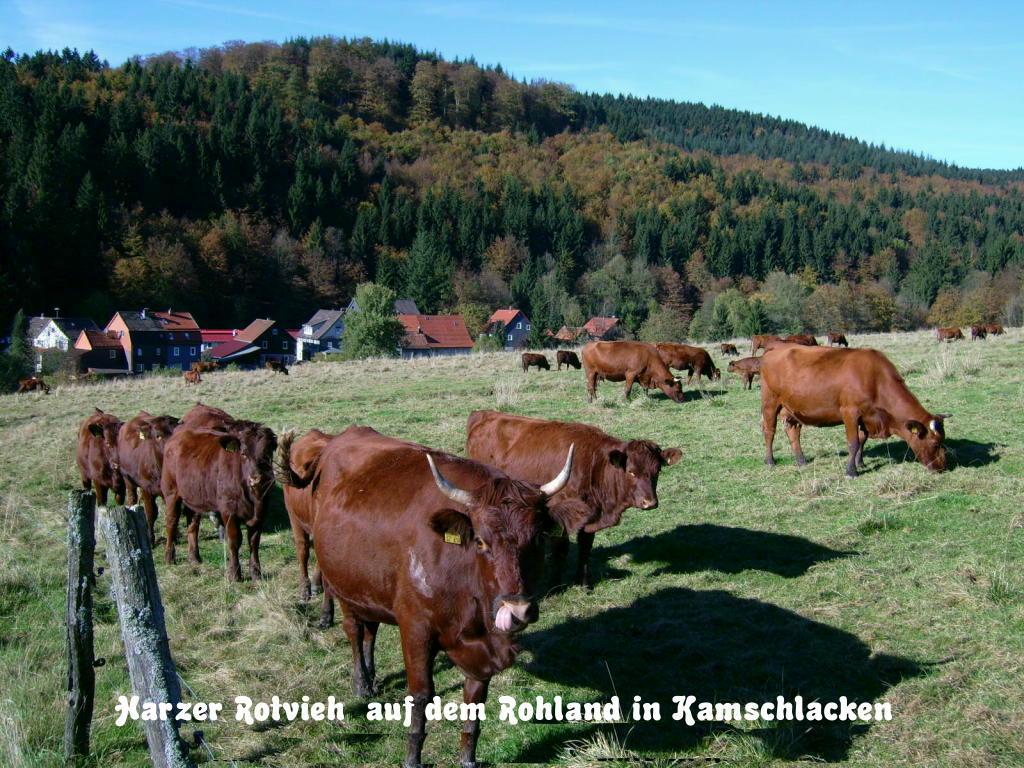 Gaestehaus Buendge Kamschlacken Zewnętrze zdjęcie